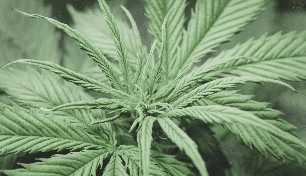 grüne Cannabis Pflanze 